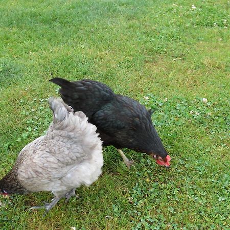 Gite Paimpol Le Poullou Luaran gambar