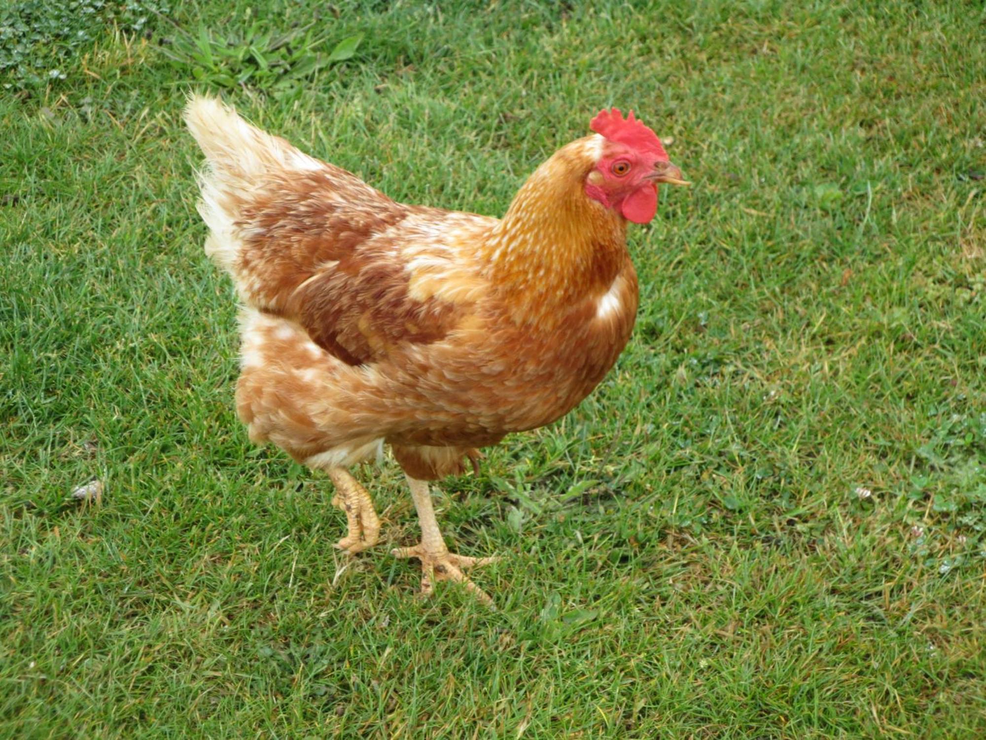 Gite Paimpol Le Poullou Luaran gambar